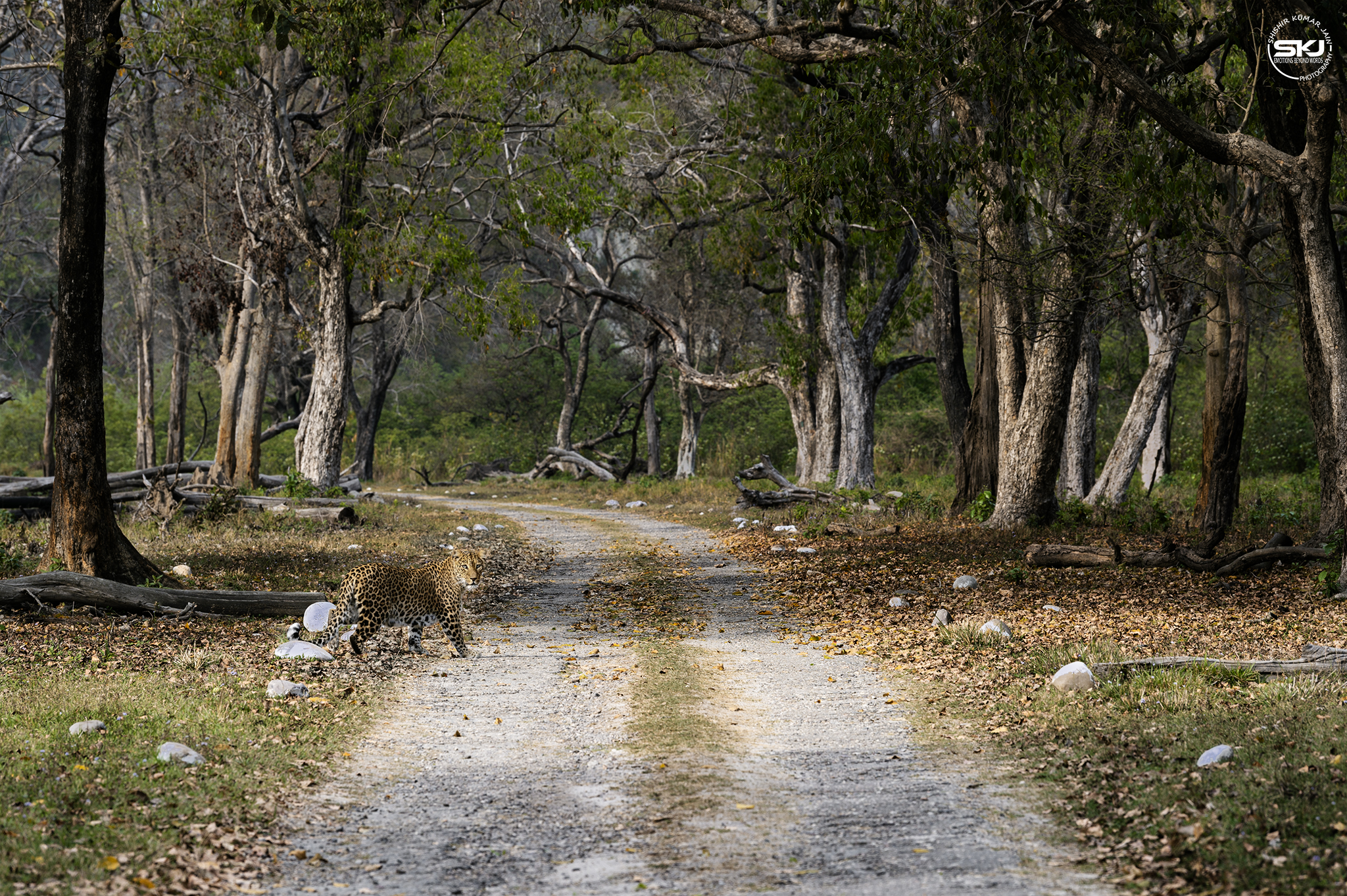 Rosettes on Road - Leopard - Rajaji, India