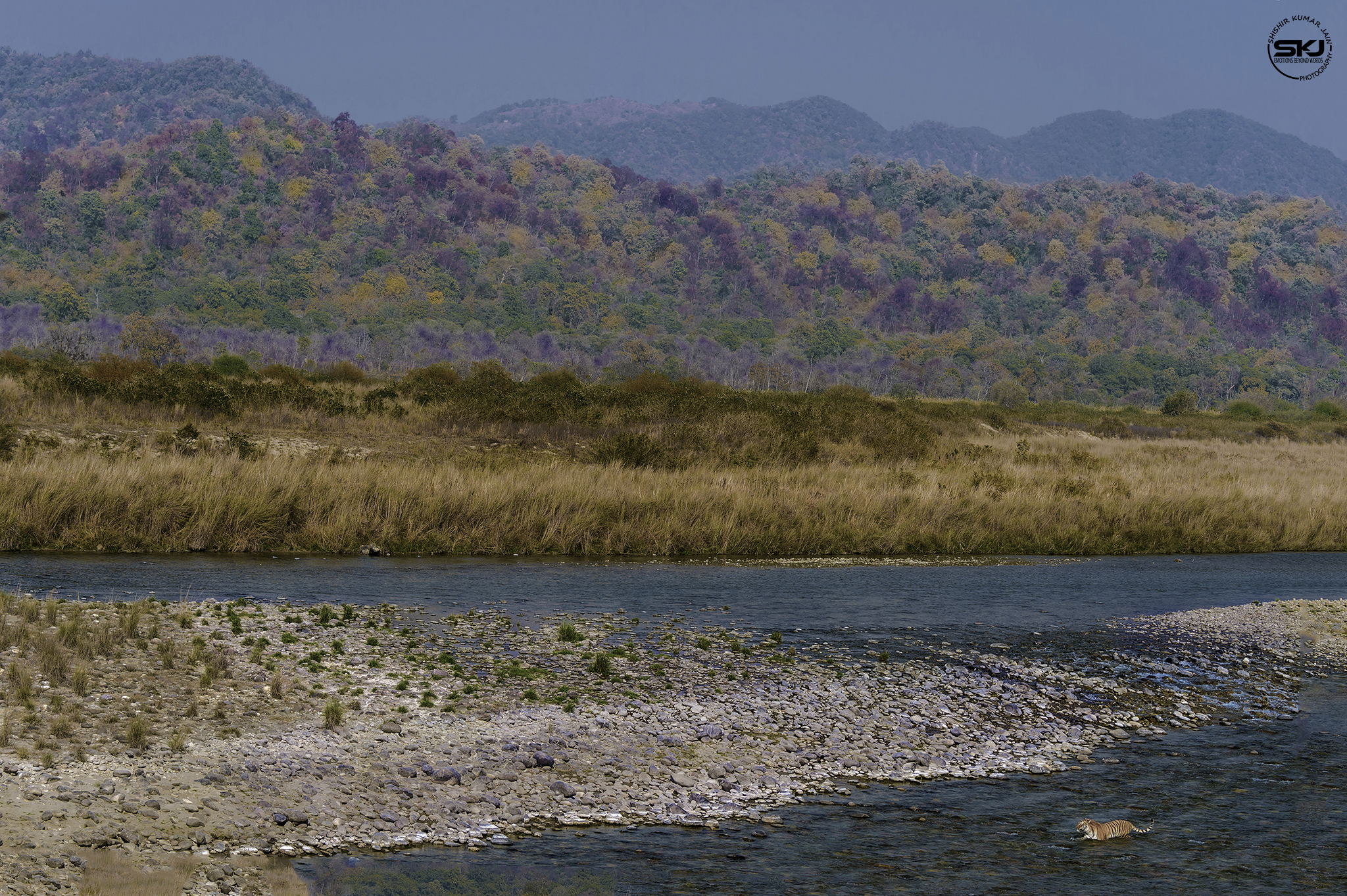 Forest with its Flame - Tiger, Corbett, India