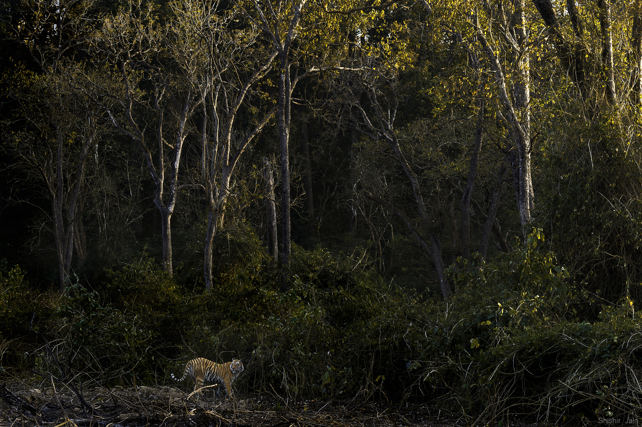 Tiger in Green, Corbett, India