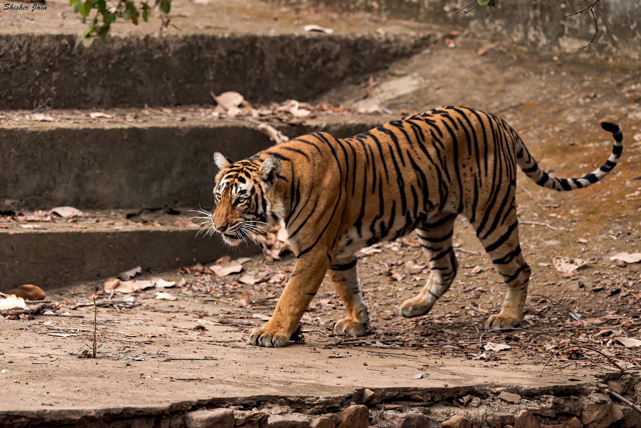 Stripes on a Walk - Ranthambore, India