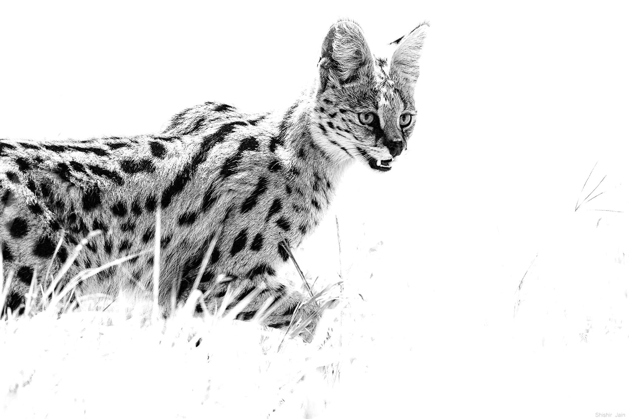 Serval Cat - Kenya