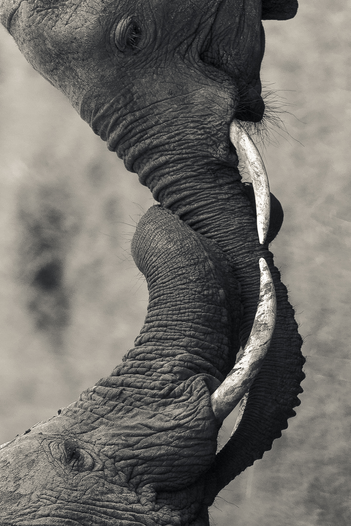 Bond - Corbett, India