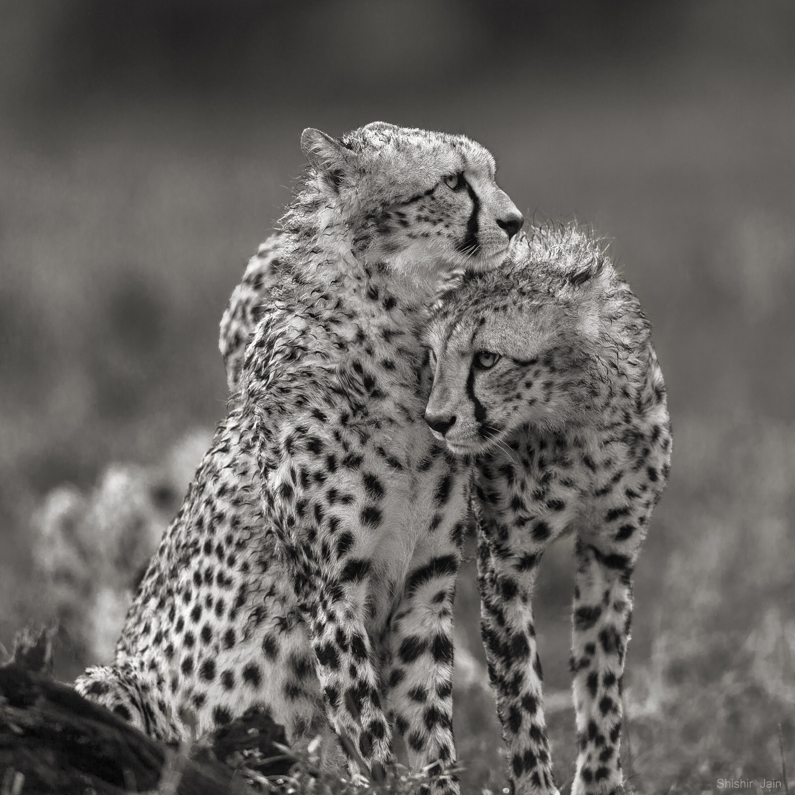 Siblings – Cheetahs - Kenya