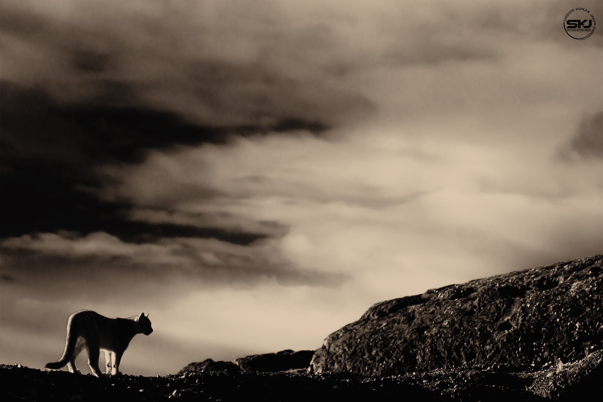 Puma at Dusk - Patagonia, Chile