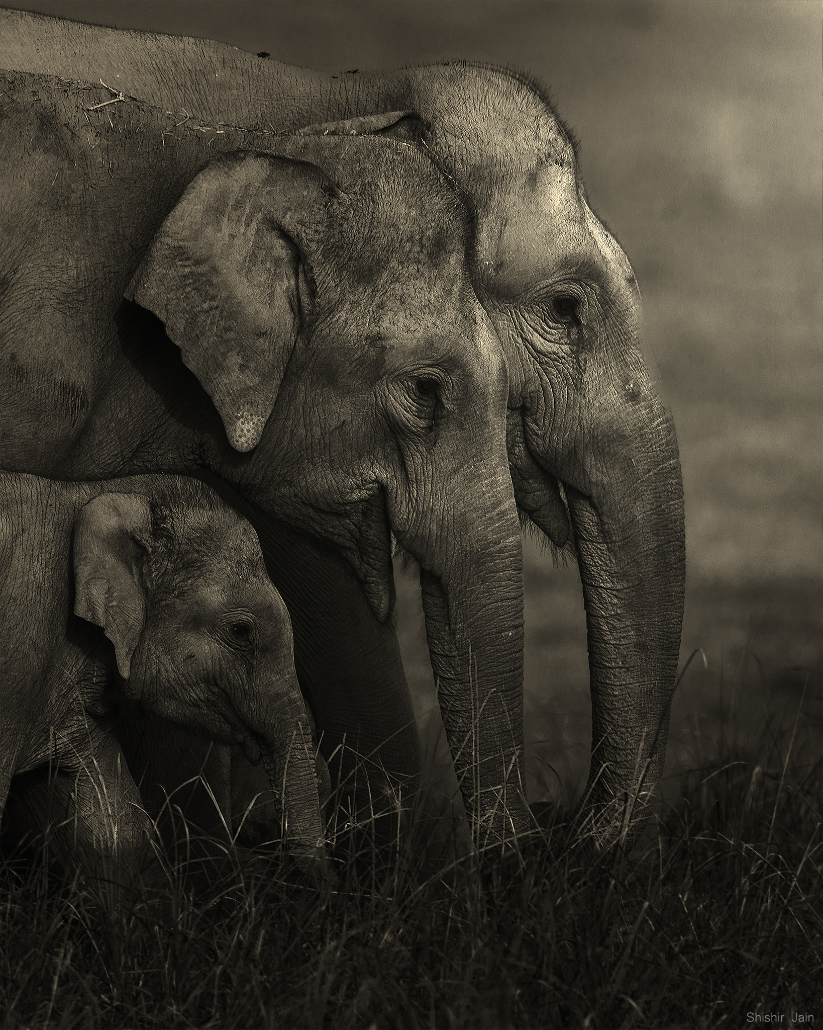 The Family - Corbett, India