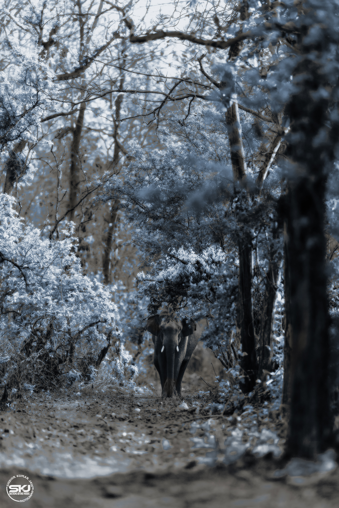 Emergence - Elephant, Rajaji, India