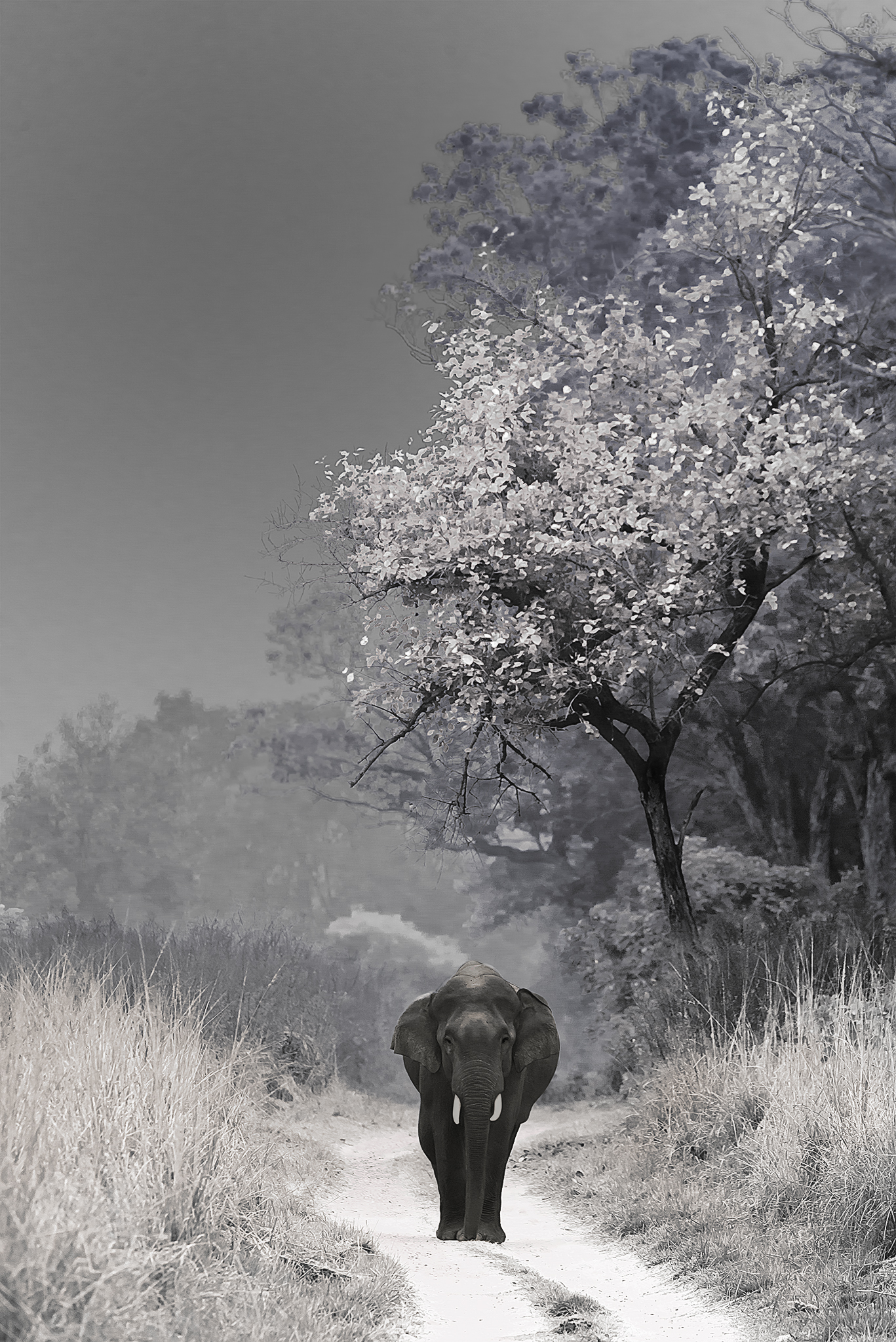 Royal Walk - Elephant, Corbett, India