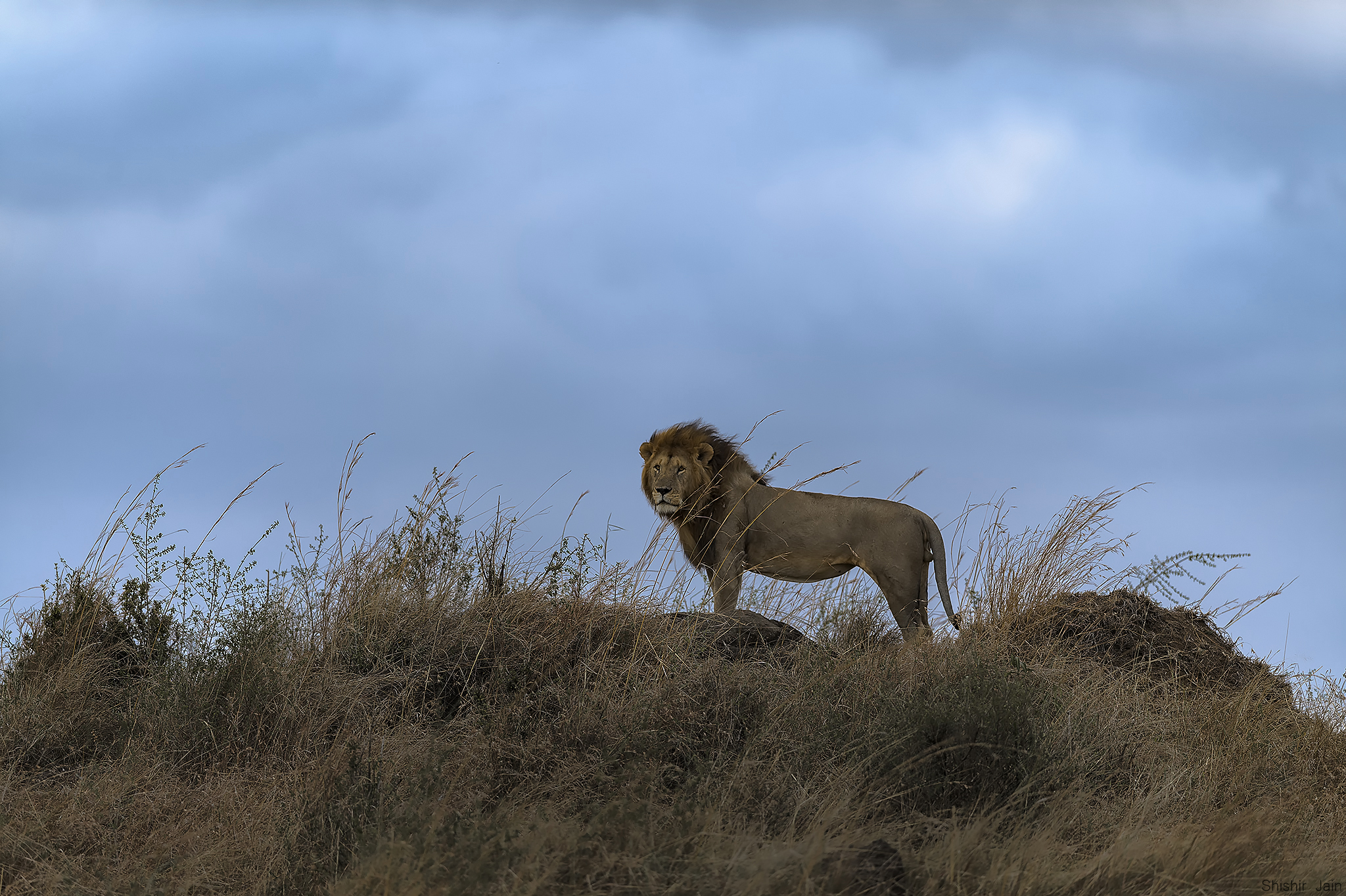 The King in Color