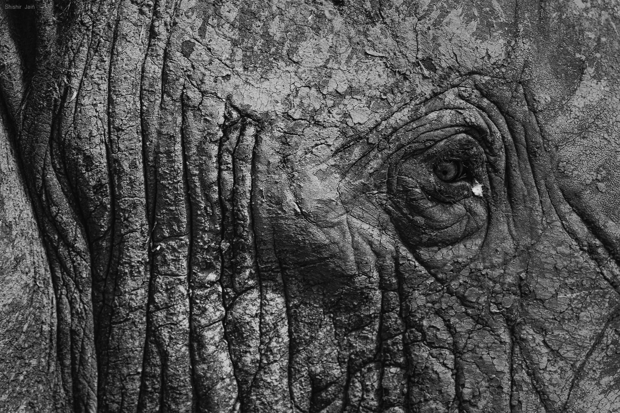 The Hills Have Eyes – Elephant, Kenya