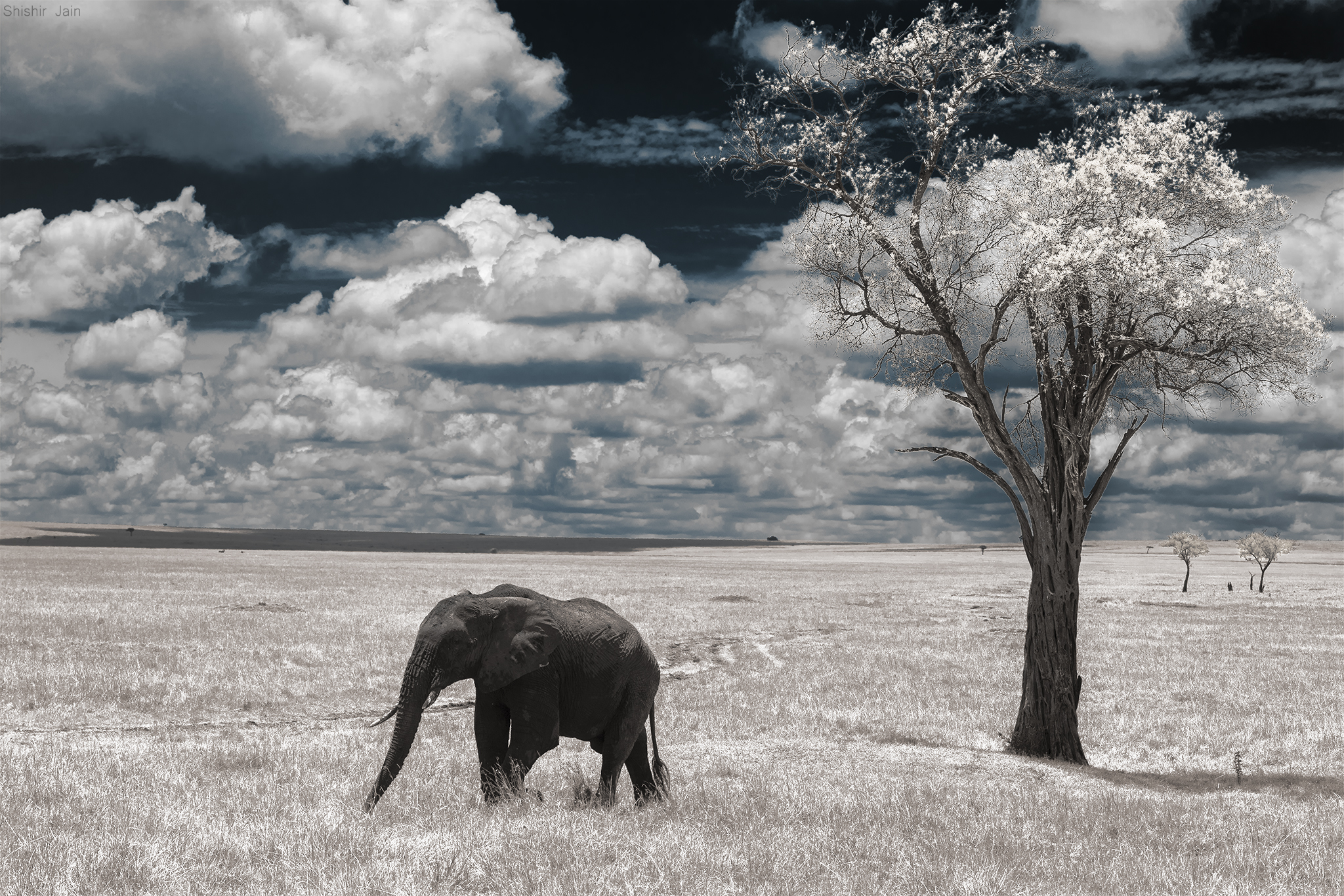 Jumbo - Elephant, Kenya