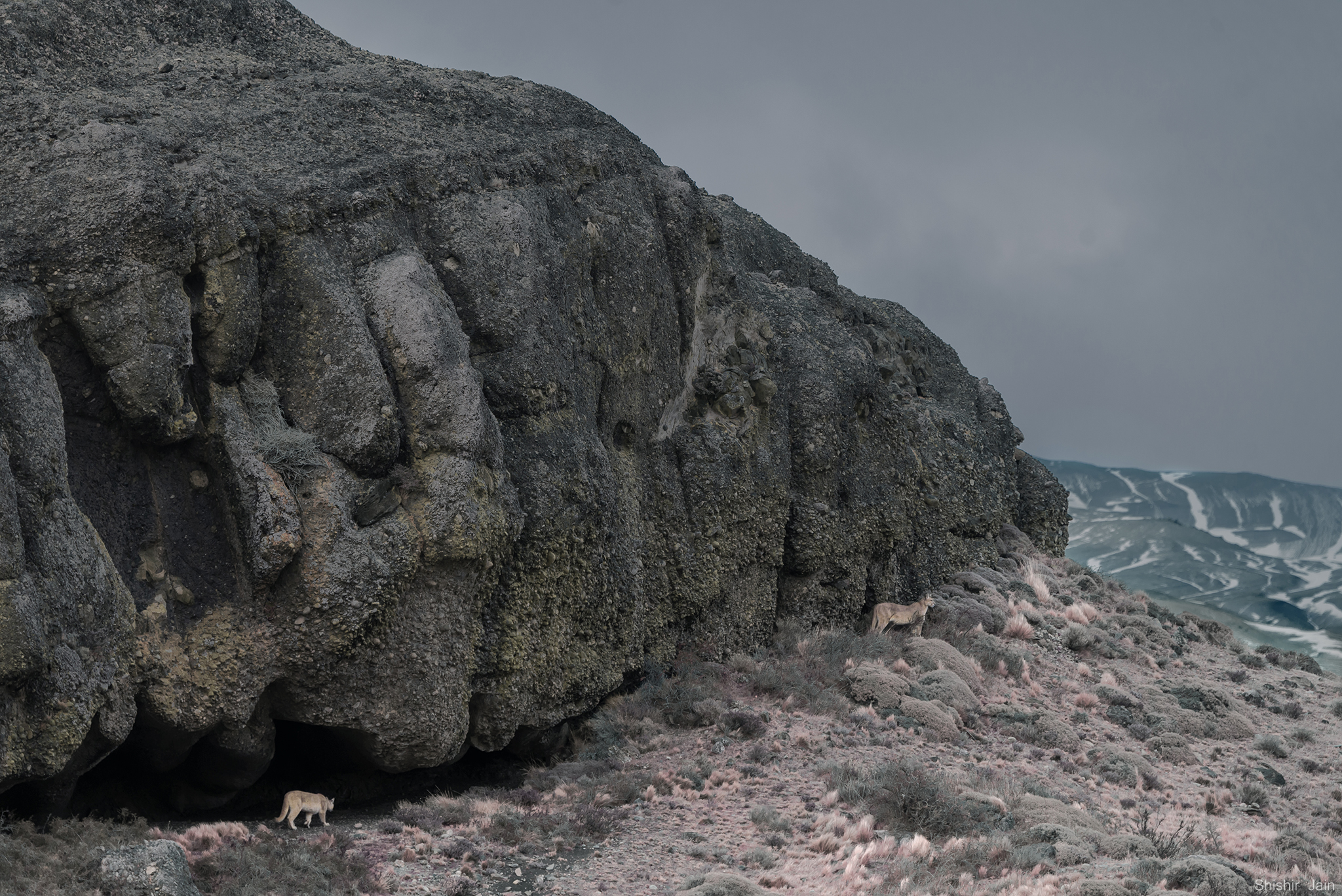 Cave Dwellers - Mountain Lions, Patagonia, Chile