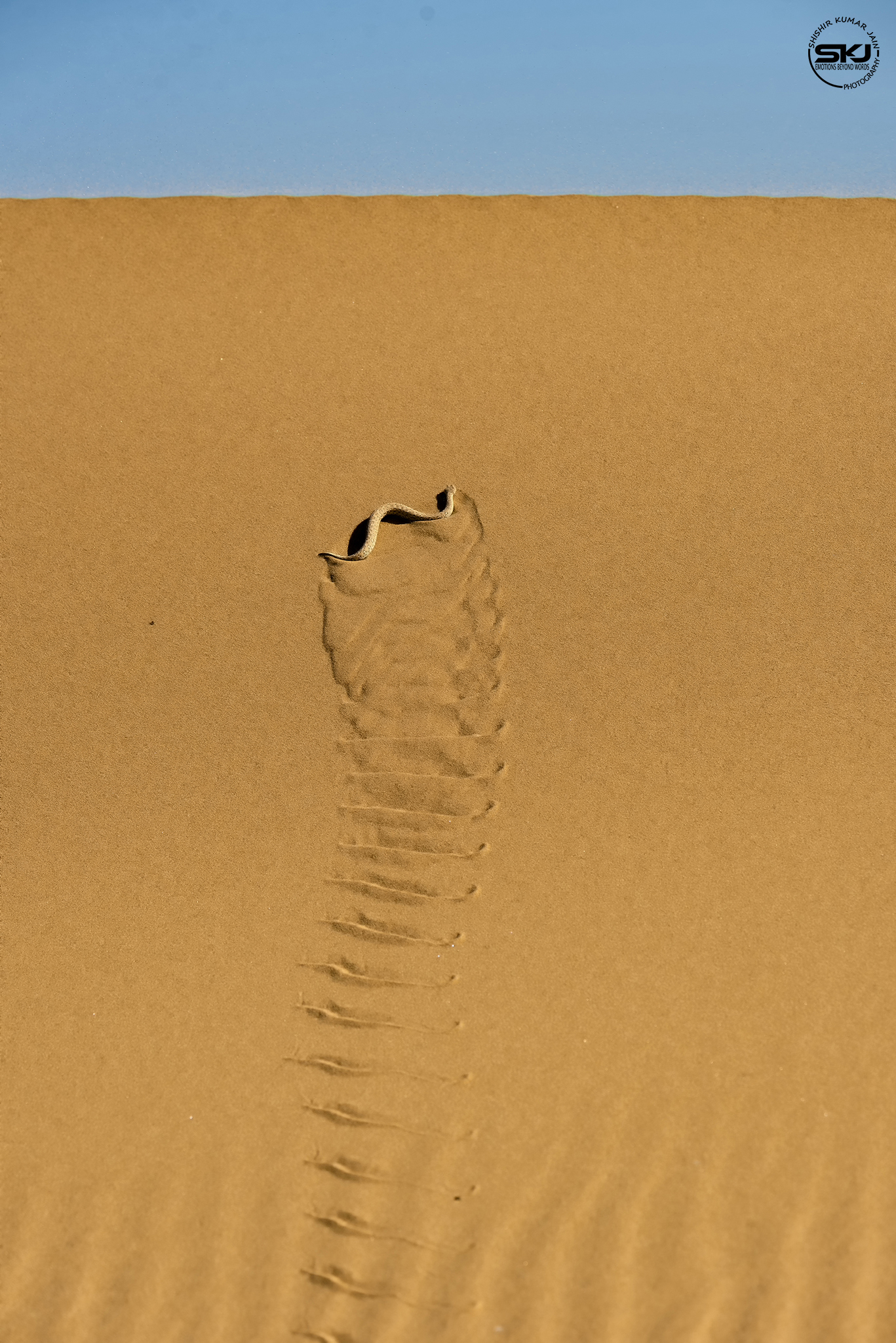 Adder Art - Namibia