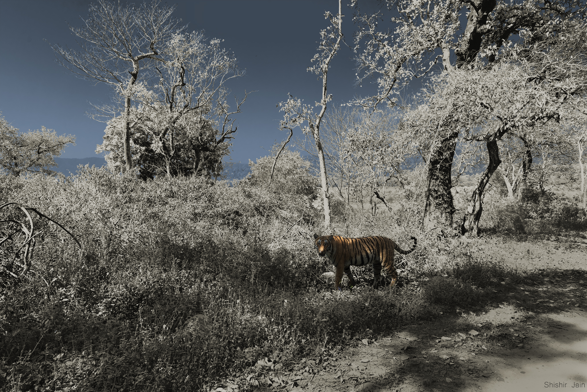 The Golden Flame - Tiger, Corbett, India