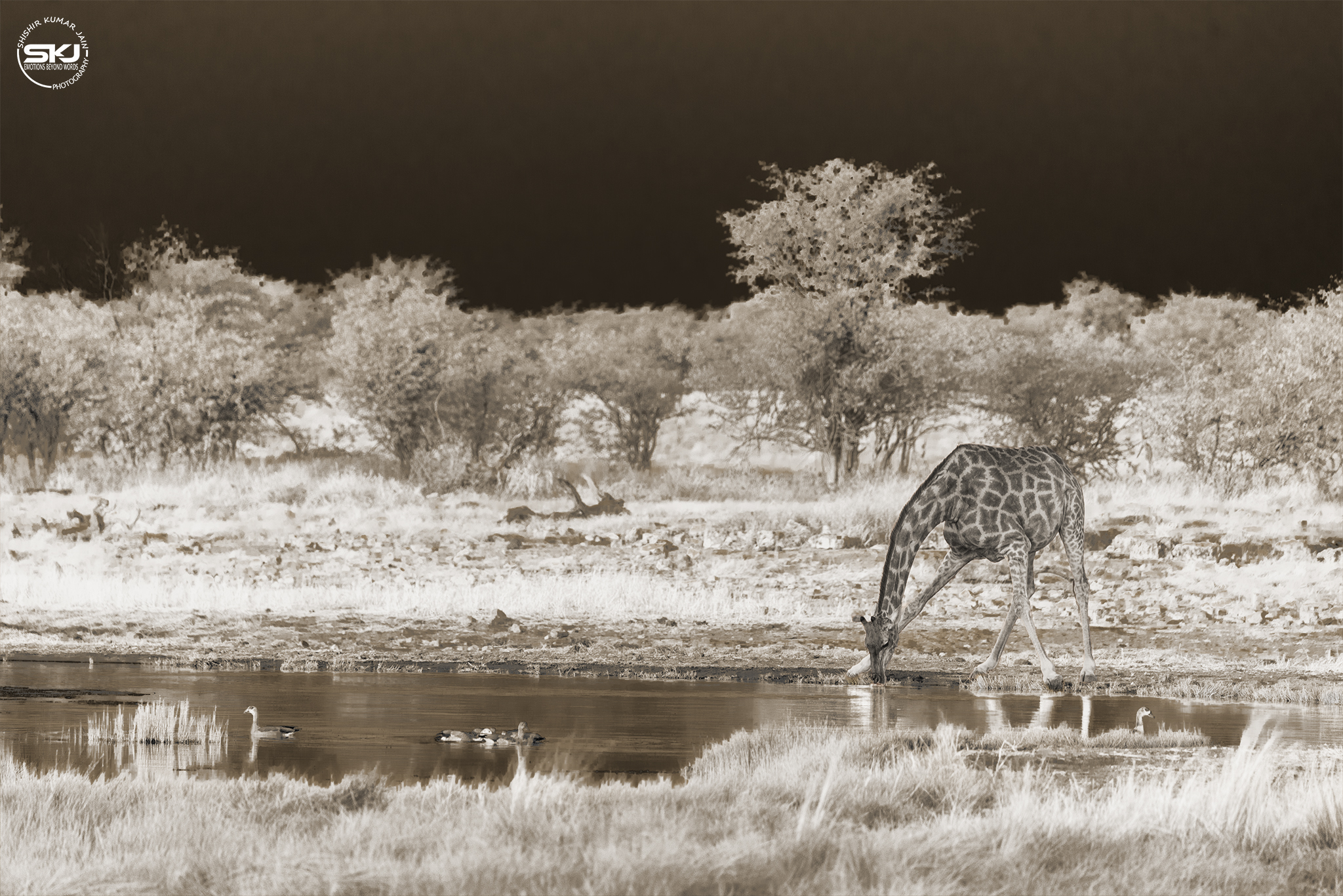 The Quench - Giraffe, Namibia