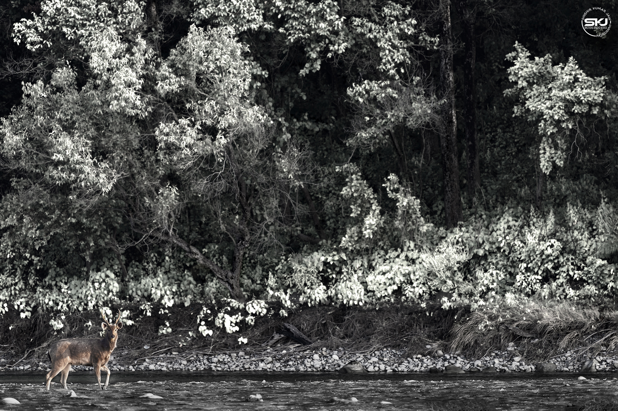 Walk in the Lake, Sambar Deer, Corbett, India