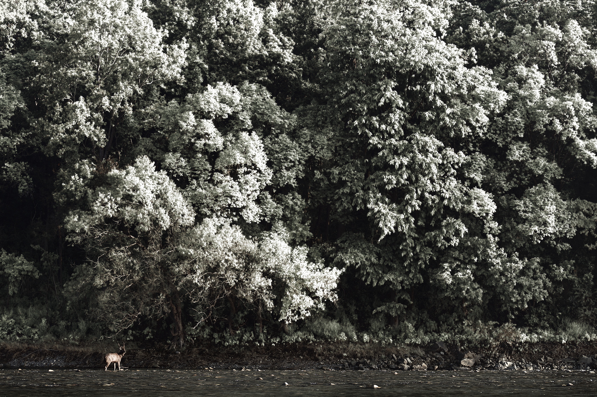 Sambar Deer, Corbett, India