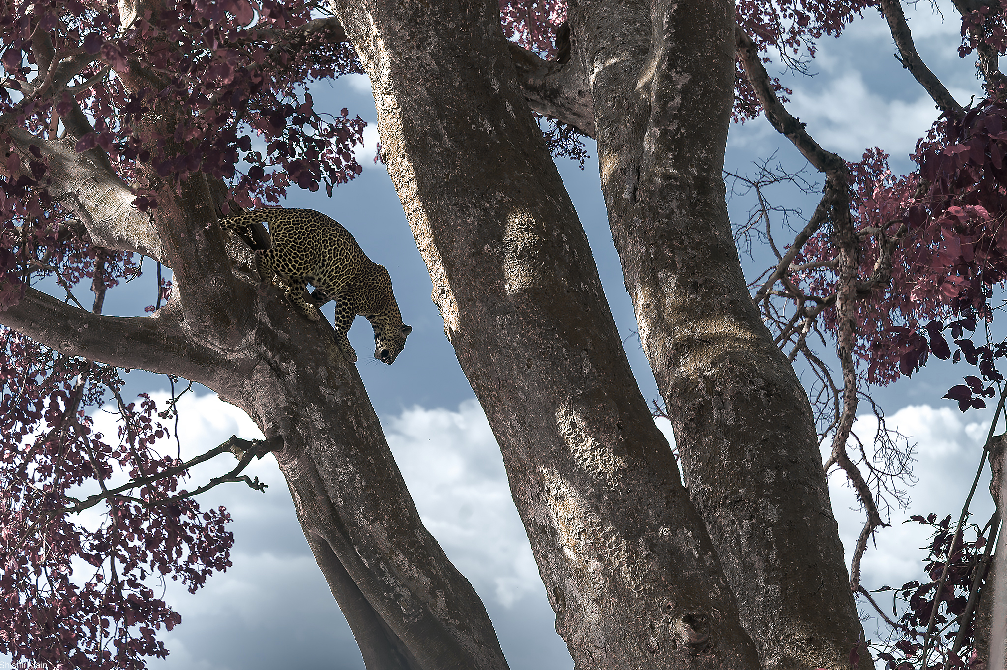 The Walk Down - Leopard, Kenya