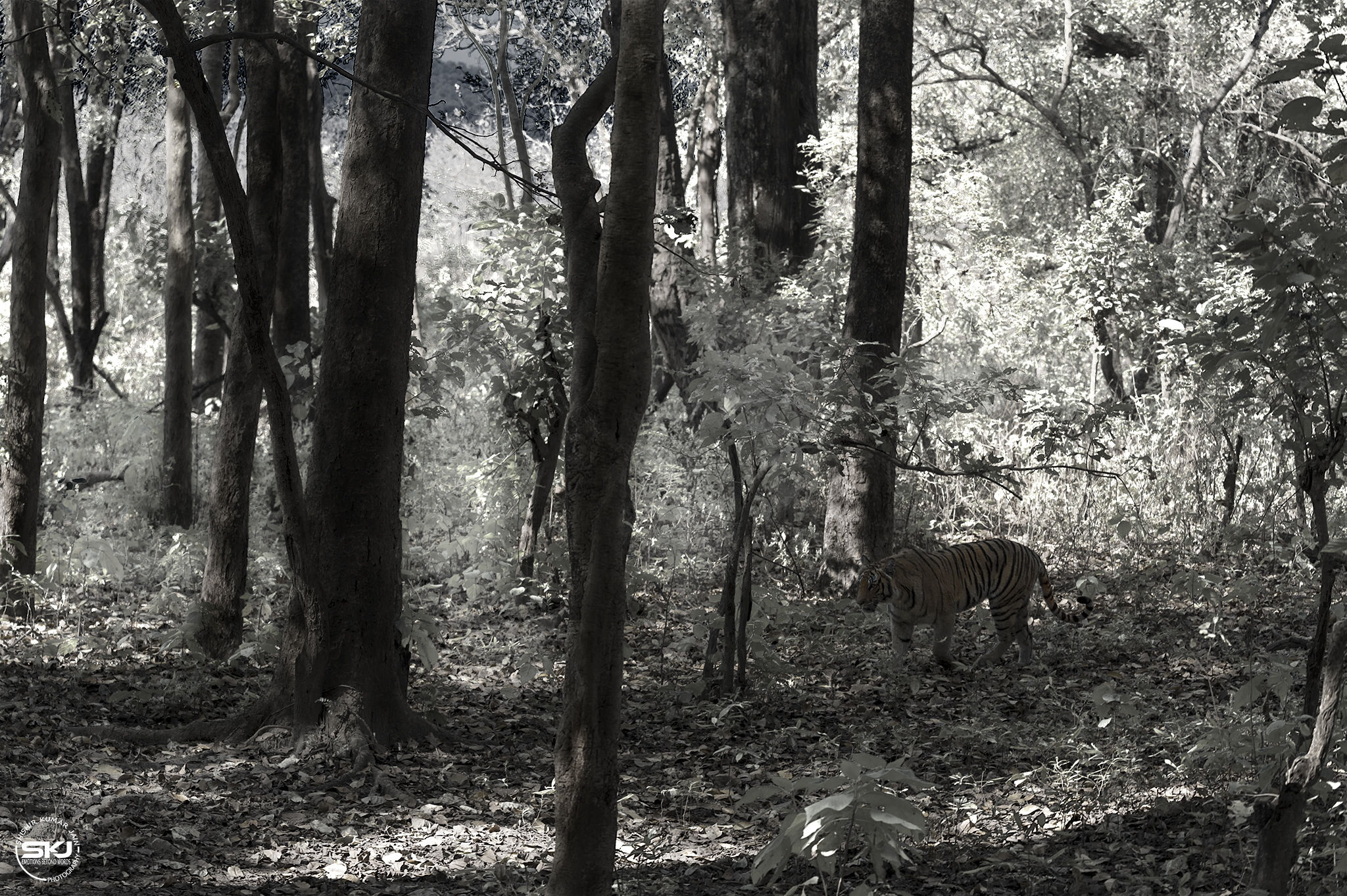 Glimmering Stripes - Tiger, Corbett, India